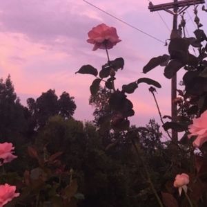 Meet your Posher, Gacha